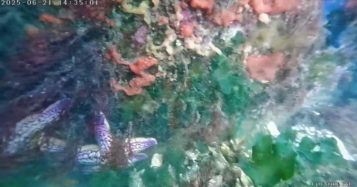 1787279835162307.jpg 水下机器人拍摄威海海底(官网详情页).jpg